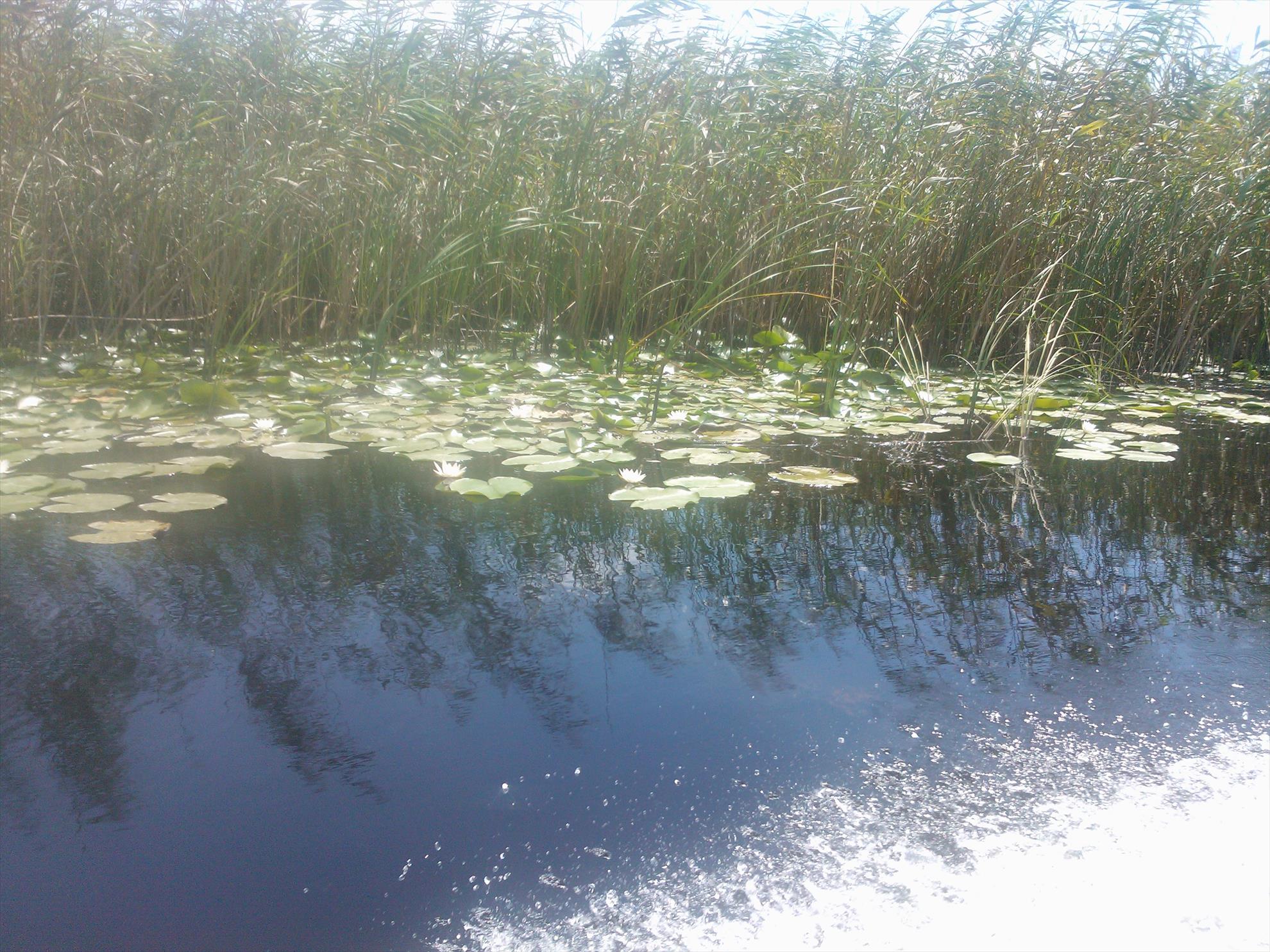 Delta Dunarii - Delta Paradis - wp000243.jpg